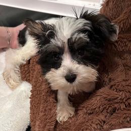 Parti Boy - Parti male Yorkshire Terrier puppy in San Marcos, Texas from Casa de Yorkies