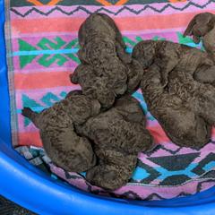 Chesapeake Bay Retriever and Golden Retriever Puppies from Lakes 'N Fields Retrievers