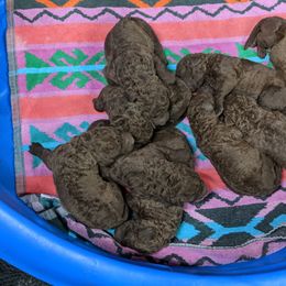 Chesapeake Bay Retriever and Golden Retriever Puppies from Lakes 'N Fields Retrievers