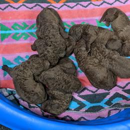 Chesapeake Bay Retriever and Golden Retriever Puppies from Lakes 'N Fields Retrievers