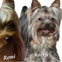 Yorkshire Terrier puppies from CLC SOUTHERN YORKIES