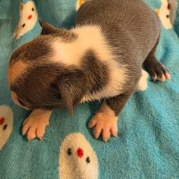 Daisy - Blue female Boston Terrier puppy in Manchester, Iowa from Stogdill's Baby Bullies
