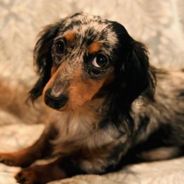 Dachshunds from Tracy’s Dachshunds