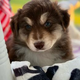 Boy 1 - Red tri-color male Australian Shepherd puppy in Casco, Michigan from Colorful Dreamers Australian Shepherds