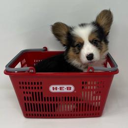 Rocky (fluffy) - Black and tan male Pembroke Welsh Corgi puppy in Waco, Texas from The Comma Corgis