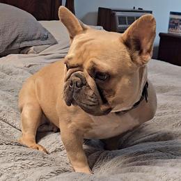 Zara - French Bulldog