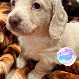 Boy 2 - Cream male Dachshund puppy in Houston, Texas from L&L 4D Dancer’s Dachshunds