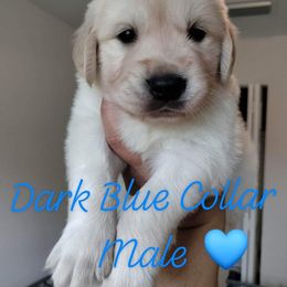 Boy 1 - Golden Retriever puppy in Ocala, Florida from Rosebud Goldens