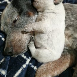 Australian Cattle Dog Puppies from Kurczak Farm LLC