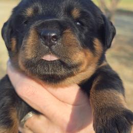 I don't name - Black and mahogany female Rottweiler puppy in Oklahoma City, Oklahoma from Von Edlenhaus Rottweilers