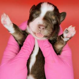 Remi3Girl2- RTF,Long,AKC,OFA,Genetics - Red tri-color female Australian Shepherd puppy in South Hill, Virginia from Silverside Aussies LLC