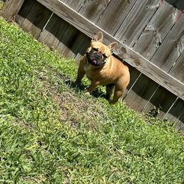 French Bulldogs from Top Notch Kennels