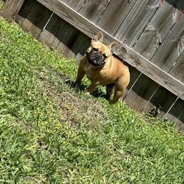 French Bulldogs from Top Notch Kennels
