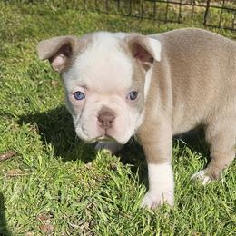 Girl 1 - Lilac female Boston Terrier puppy in Anderson, South Carolina from Lola’s House of Bostons & Rescue