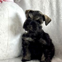 Marley - Black female Miniature Schnauzer puppy in Independence, Missouri from Crown Schnauzers KC