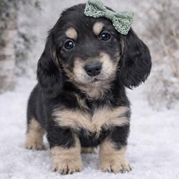 Estella - Black and cream female Dachshund puppy in Alexander, North Dakota from Wild Rose Ridge Doxies