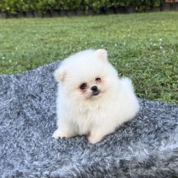 Micro Teacup Nevan - White male Pomeranian puppy in North Naples, Florida from Moon Ranch Puppies