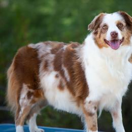 Freedom - Red merle female Miniature American Shepherd puppy in Tonopah, Arizona from King's Miniature American Shepherds