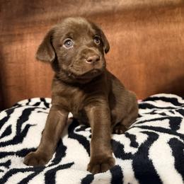 Girl 5 - female Labrador Retriever puppy in College Station, Texas from Charlotte Toney