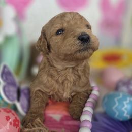 Dawn, Red girl - Red  female Goldendoodle puppy in Freedom, New York from Samantha's Goldendoodles