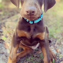 Doberman Pinschers from Knights Squire Dobermans