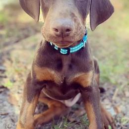 Doberman Pinschers from Knights Squire Dobermans