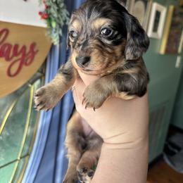 Joyce Byers - Dapple female Dachshund puppy in Jacksonville, North Carolina from Lizzie’s Doxies