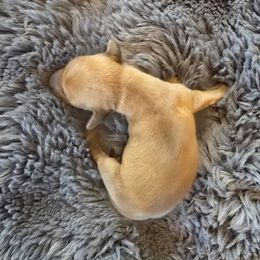 Girl 2 - Red Dachshund puppy in Barre, Massachusetts from Central Mass Dachshunds