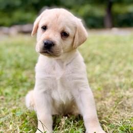 Sierra - Yellow female Labrador Retriever puppy in Sweet Home, Oregon from Snowpeak English Labradors