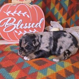 Blue Merle Male - Blue merle male Australian Shepherd puppy in Crossville, Alabama from Bluff View Aussies