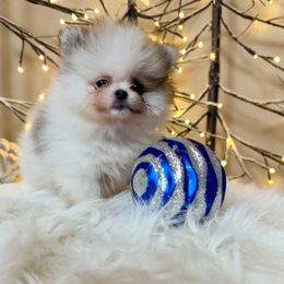 Gigi - Cream parti female Pomeranian puppy in Millstone Township, New Jersey from Couture_frenchies_and_pomeranian