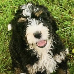 Bernedoodle Puppies from Moose Tracks Bernedoodles