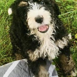 Bernedoodle Puppies from Moose Tracks Bernedoodles