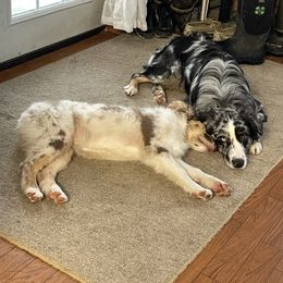 Australian Shepherd Puppies from Anderson Aussies
