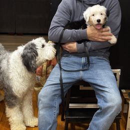 Old English Sheepdog, Poodle, and Sheepadoodle Puppies from Love Tallulah Sheepadoodles LLC