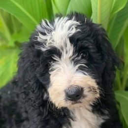 Sheepadoodle and Bernedoodle Puppies from Free State Pedigrees