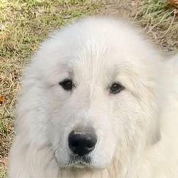 Casper - Great Pyrenees