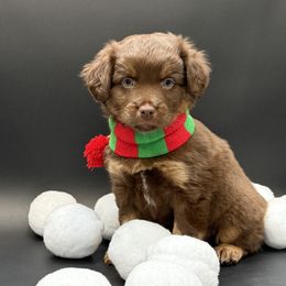 Lacey - Red tri female Miniature Australian Shepherd puppy in Covington, Pennsylvania from Rigas Mini Aussies LLC