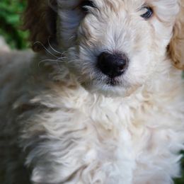 Double Doodle and Goldendoodle Puppies from Emma Lee Doodles