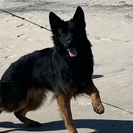 King - German Shepherd