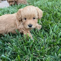 Maltipoo Puppies from Piper N Penny