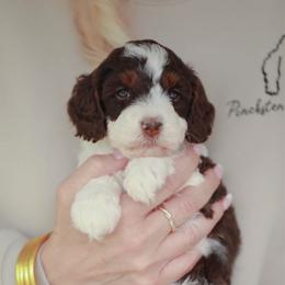 Rookie - Tri-color female Bernedoodle puppy in Jackson, Missouri from Pincksten Family Doodles