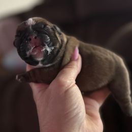 French Bulldog Puppies from Elite Sweet Frenchies