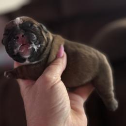 French Bulldog Puppies from Elite Sweet Frenchies