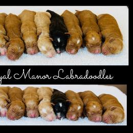 Girls Available - 8 On Right Side - Red female Australian Labradoodle puppy in Florence, New Jersey from Royal Manor Labradoodles