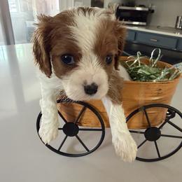 Cavalier King Charles Spaniel Puppies from Cavalier Country Farm