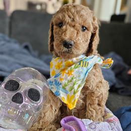 Simba - Apricot male Goldendoodle puppy in Meridian, Idaho from Lucy's Golden Doodles