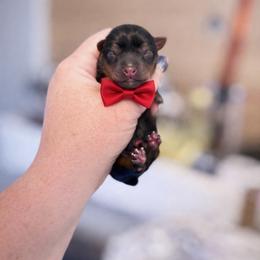Paxton - Black and tan male Yorkshire Terrier puppy in Midland, Texas from Southern Yorkie Pies