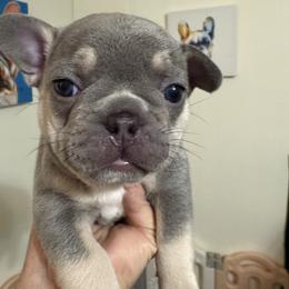 Holly - Tricolors female French Bulldog puppy in Lakeland, Florida from Fur Love And Puppies