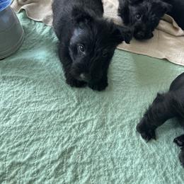 Grey collar changed to a red collar - Black brindle male Scottish Terrier puppy in Brule, Nebraska from Scottyland Yard
